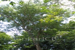 Acacia catechu